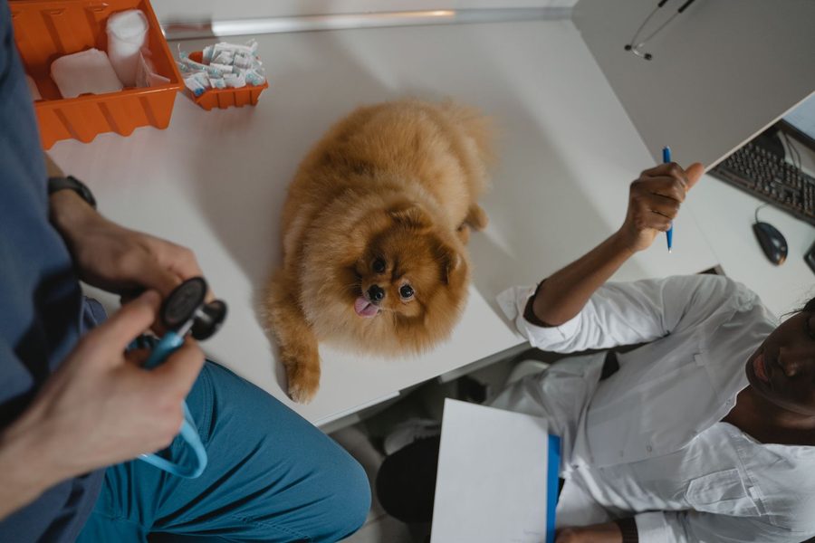 Overhead view of a veterinary team examining a calm Pomeranian on a clinic exam table with medical supplies nearby