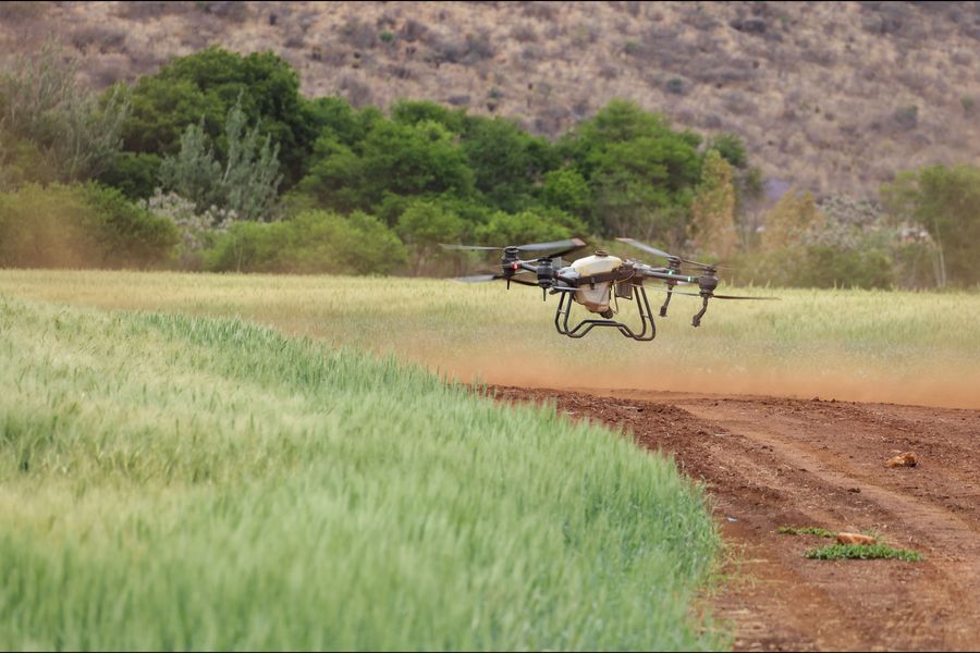 A large agricultural spray drone flying low over the edge of a green wheat field beside a dirt farm track, with trees and a dry hillside behind